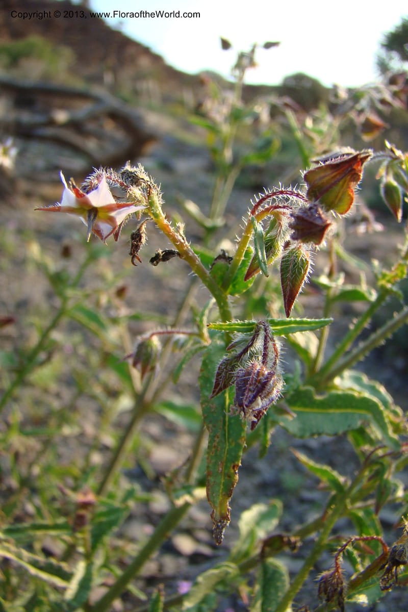 Trichodesma, C. Davidson 11554--South Africa. Northern Cape. Toward Gannabos. 25 Aug 09. 070 (14).jpg