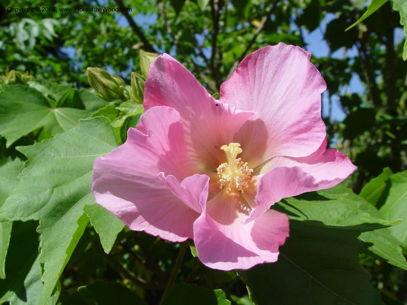 Hibiscus mutabilis, 62.1271--CA. UC Berkeley Bot. Garden. 19 Sep 03. 081.jpg