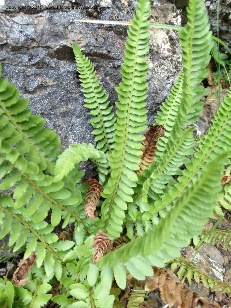 Polystichum scopulinum, Davidson, C 12631--ID. Idaho Co. Seven Devils Campground. 11 Aug 2014. DSC00412 (49).JPG