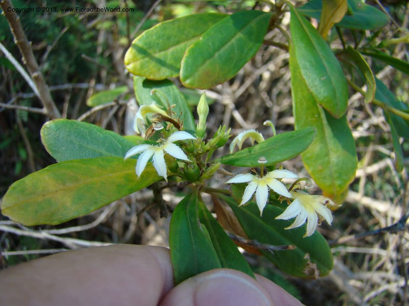 Scaevola montana--N.Caled. Parc Zool. & Forest., Noumea. 10 Nov 07. 017.jpg