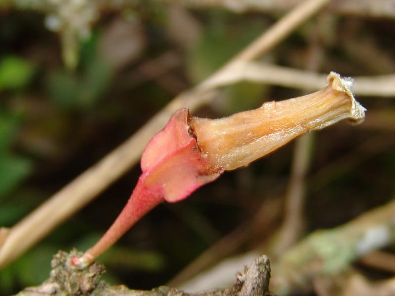 Macleania, Croat, T 94561--Ecuador. Prov. Pichincha. Tandayapa-Nono. 13 Feb 05. 129 (4).jpg