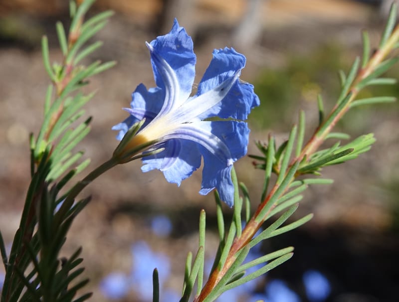 Lechenaultia biloba, not collected--Australia. W.A. Flora Rd. 22 Oct 2016. DSC03739 (61).JPG