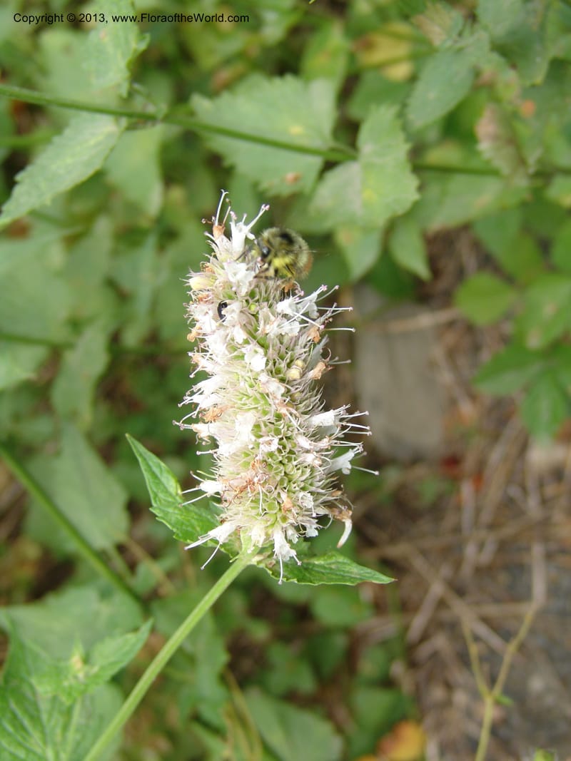 Agastache urticifolia, CDavidson11110--ID. Adams Co. For. Serv. Rd. 453, to Goose Lk. 20 Jul 07. 083.jpg
