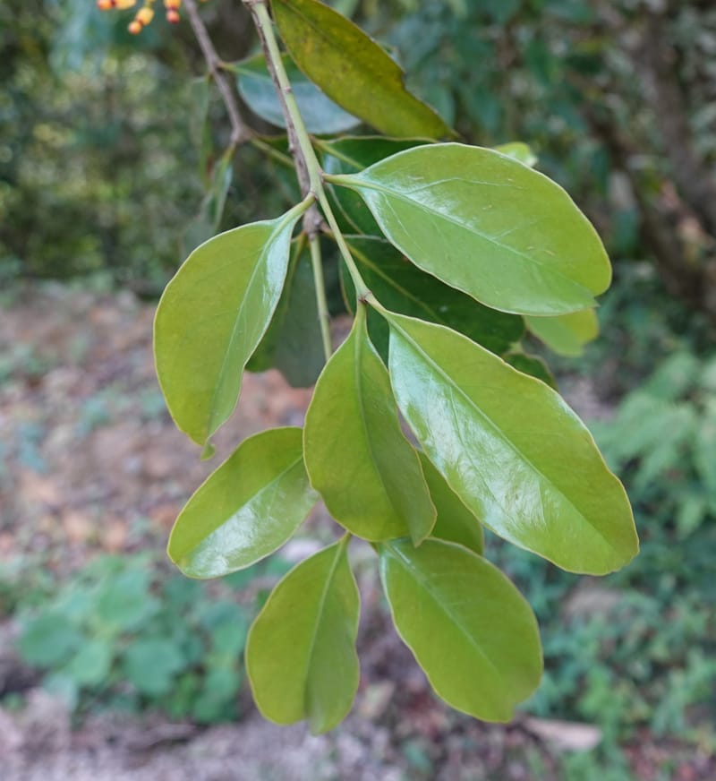 Macrosolen cochinchinensis, D. Boufford 44099--China. Yunnan. Lao jun Shan. 30 Apr 2018. DSC00424 (653).JPG