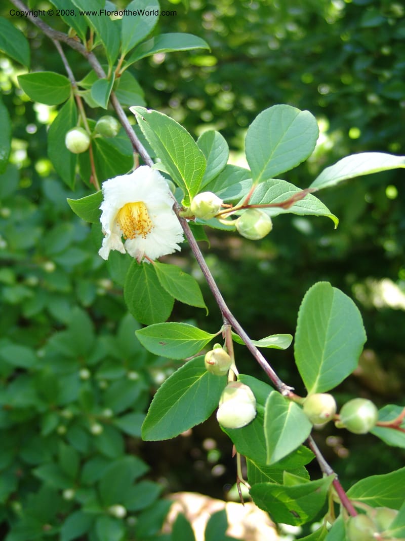 Stewartia pteropetiolata v. koreana, s.n.--CA. Quarryhill Bot. Garden, Glen Ellen. 1 Jun 07. 357.jpg