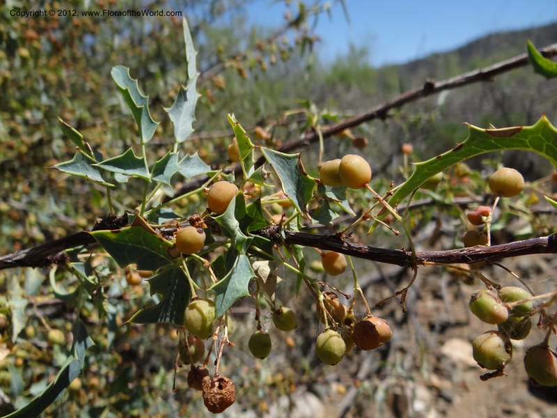 Berberis haematocarpa, Davidson, C 11937--AZ. Yavapai Co. Crown King Rd. 7 May 2012. DSC0894 1 (280).JPG