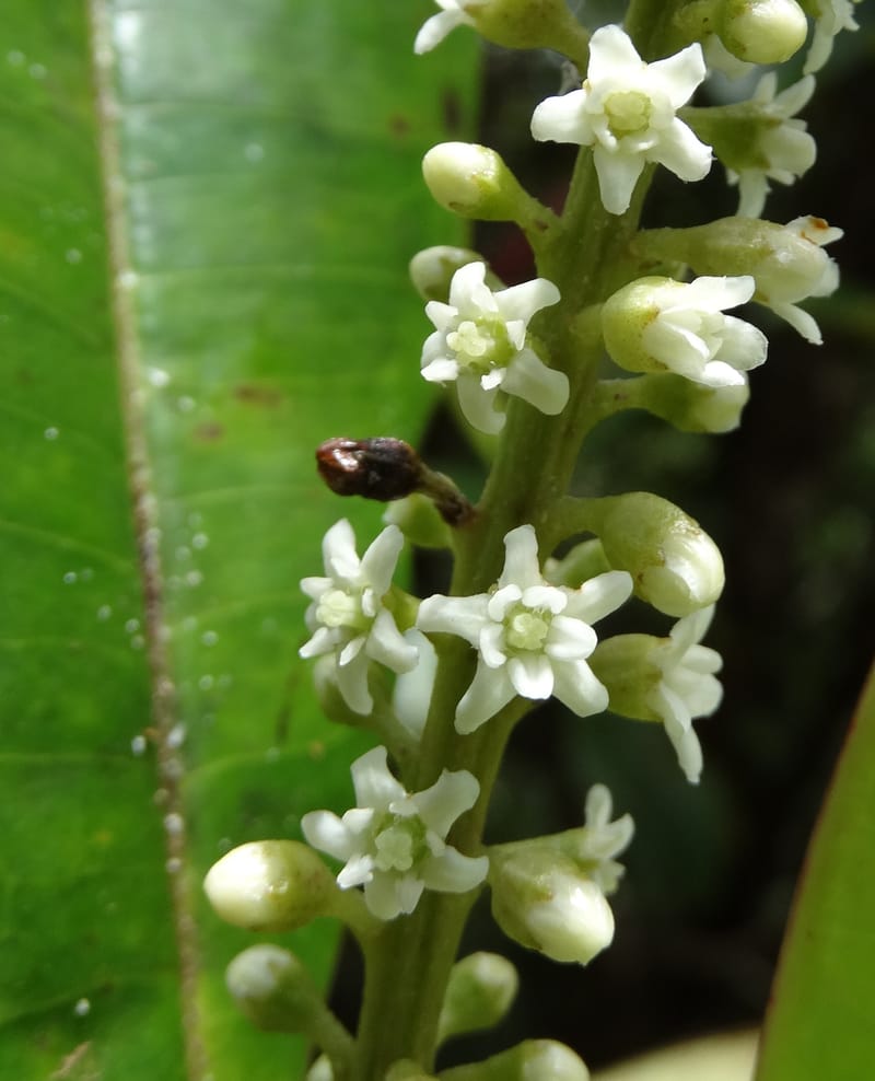 Quintinia major, Lowry, P 7373--New Caledonia. Mont Dzumac. 12 Nov 2015. DSC01563 (261).JPG