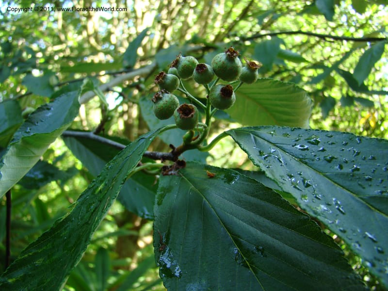 Sorbus hemsleyi, 27473-0126-1987--Canada. BC. Univ. BC Bot. Garden. 27 Jul 08. 487.jpg