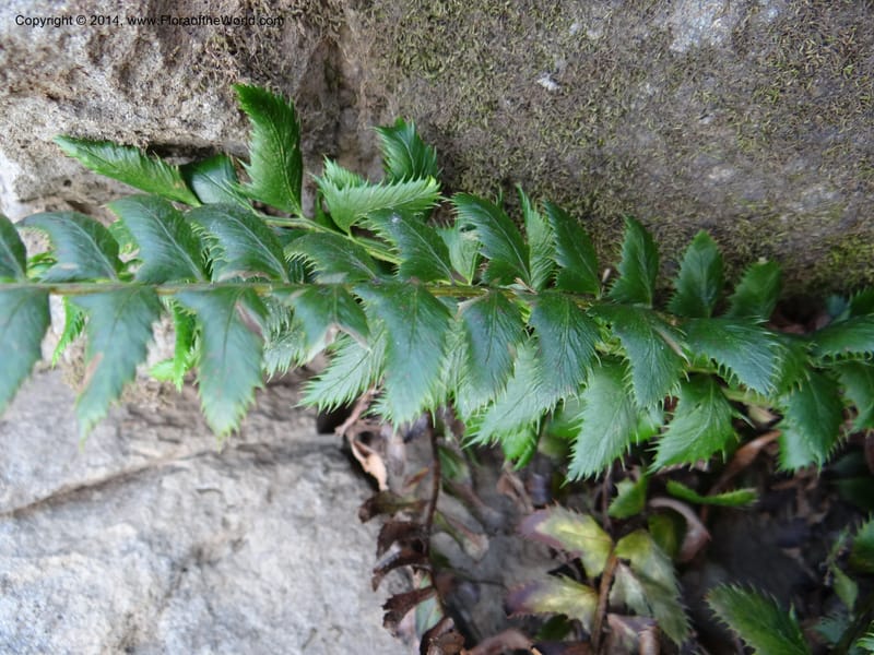 Polystichum lonchitis, Ertter, B 21631--ID. Idaho Co. Lava Ridge Trail. 21 Aug 2013. DSC07258 (145).JPG
