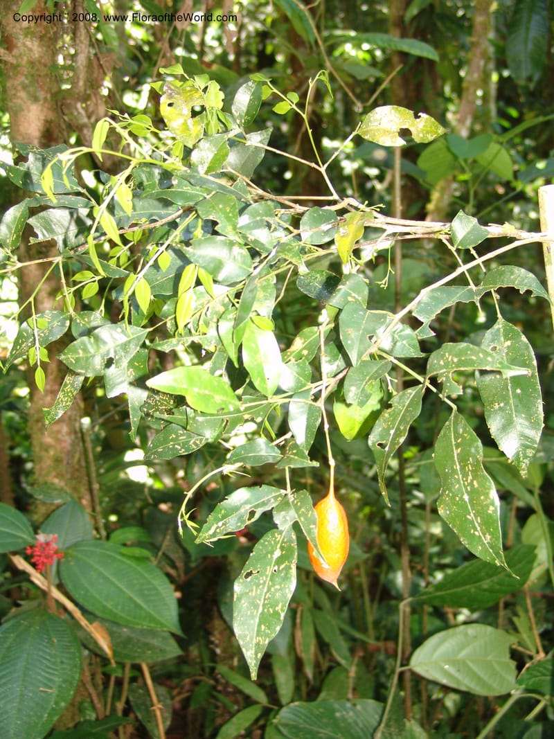 Swartzia, RVasquez33067--Peru. Pillcopata. Qbda Sachavacayoc. 29 Oct 07. 338.jpg