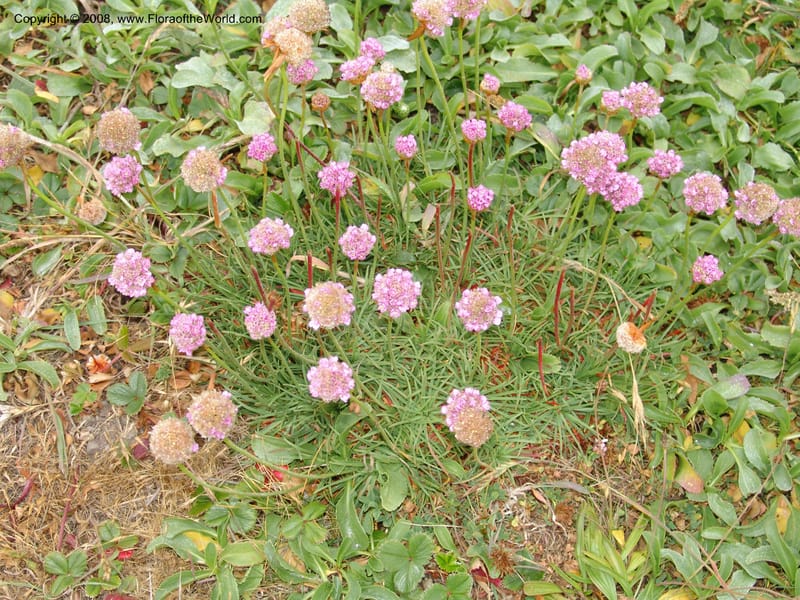 Armeria maritima ssp californica--CA. Mendocino Co. Pt. Arena Light house. 25 Jun 06. 035.jpg
