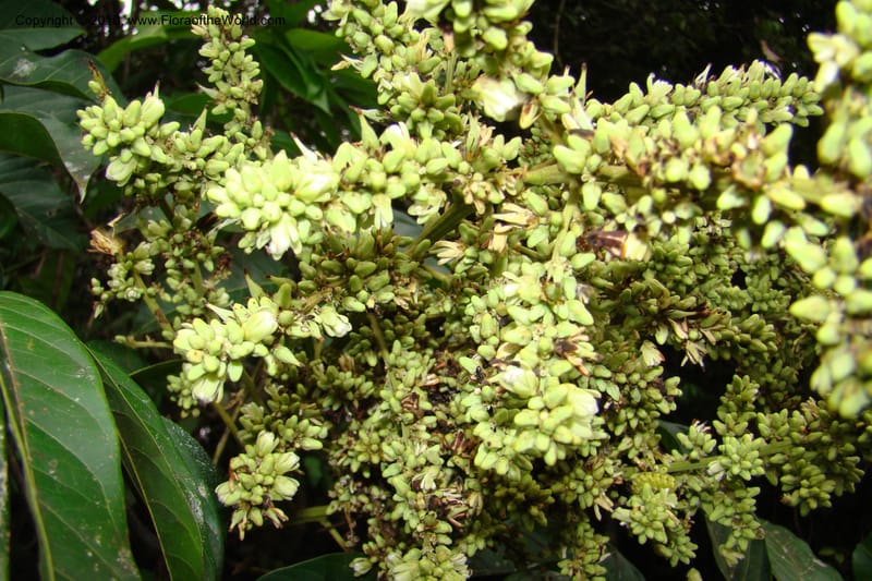 Talisia, RVasquez34835--Peru. Loreto. Dist. Nauta. Qbda Nawapa, Rio Tigre. 11 Nov 08. 931.jpg