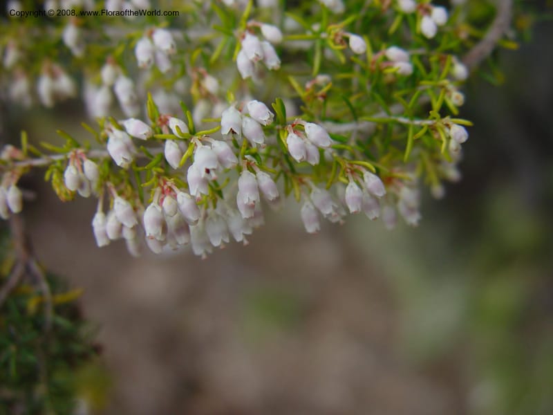 Erica arborea. 93.0549--CA. UC Berkeley Bot. Gard. 11 Feb 03. 100.jpg