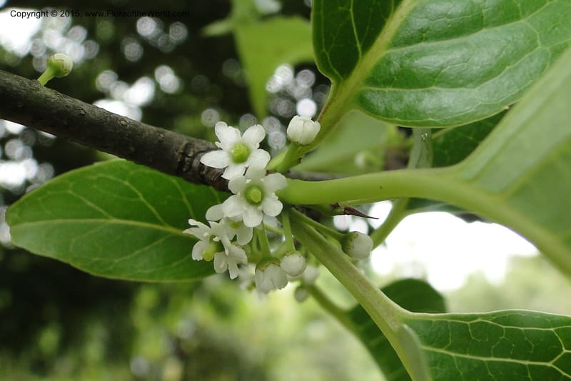 Ilex, Regalado 1770--Viet Nam. Ban Khoang Commune. 4 May 2011. 038.jpg