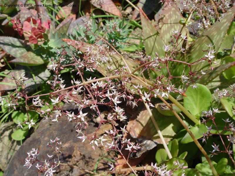 Crassula multicava--Spain. Blanes. Marimurtra Bot. Gard. 24 Apr 04. 049.jpg