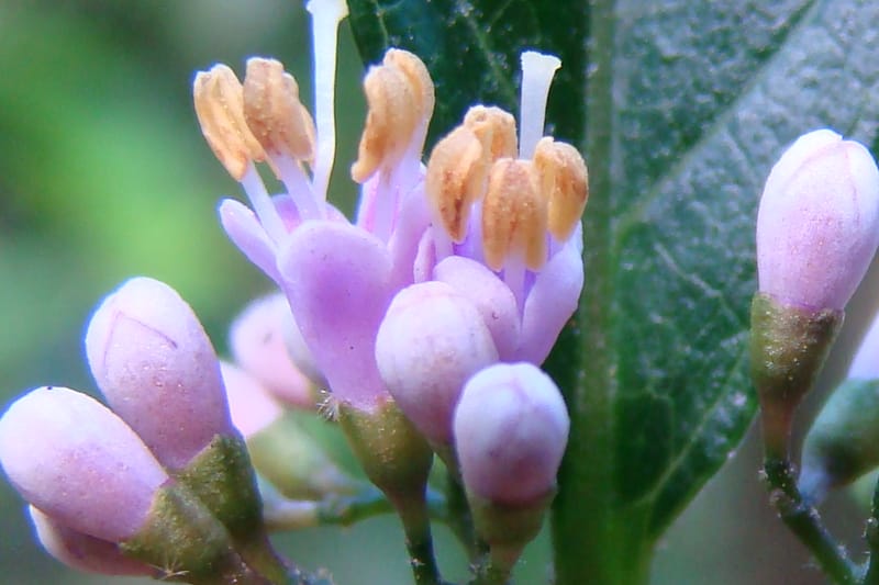Callicarpa, Regalado 1734--Viet Nam. Thua Thien Hue Prov. Phu Loc Distr. Bach Ma. 13Apr 09. 131 (10).jpg