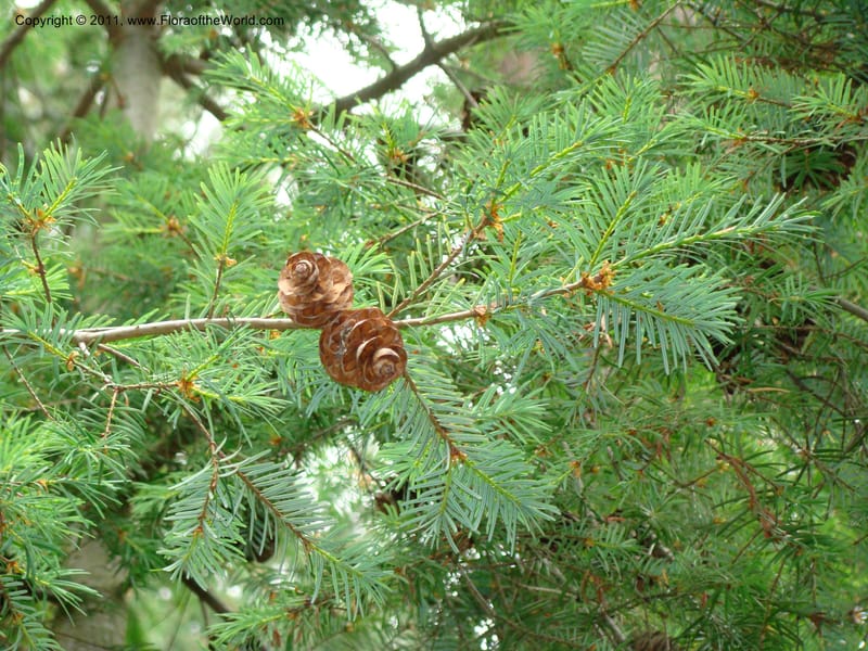 Pseudotsuga sinensis v. gaussenii, 20773-0402-1980--Canada. BC. Univ. BC Bot. Garden. 27 Jul 08. 389.jpg