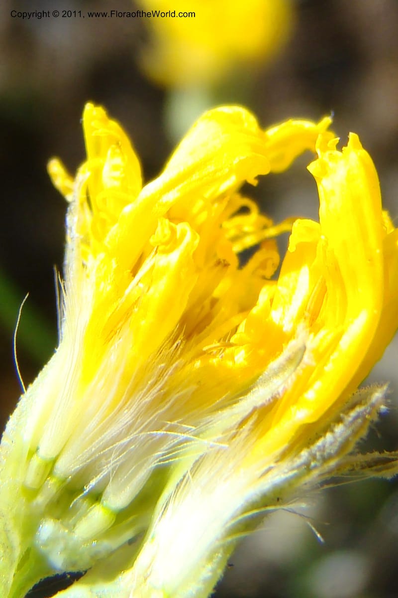 Crepis atrabarbata, C. Davidson 11389--IIdaho. Idaho Co. Salmon River. Shepp Ranch. 28 May 2009. 190.jpg