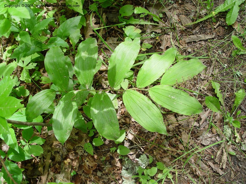 Smilacina racemosa--CT. Near Ashley Falls. Bartholomew's Cobble. 28 Jun 03. 044.jpg