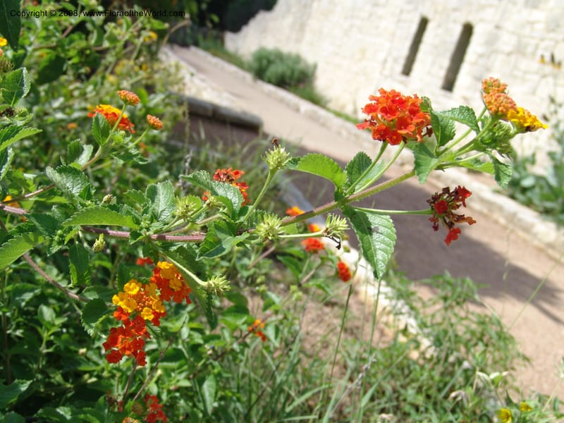 Lantana urticoides--TX. Johnson Wildflower Center. 13 Jun 04. 002.jpg