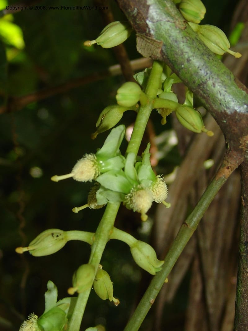 Marila laxiflora, AAraujoM1248--Bolivia. Pq. Nac. Madidi. Chalalan, Send. Anta. 30 Nov 04. 218.jpg