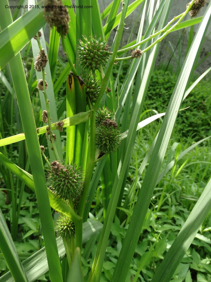 Sparganium neglectum, Davidson, C 12476--Georgia. Small town. 9 Jun 2014. DSC08167 10(24).JPG