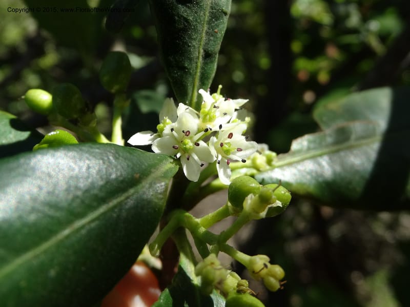Pitavia punctata, Davidson, C 12801--Chile. L-30-M to Constitution. Jct to Empedrado. 25 Nov 2014. DSC07670 (28).JPG