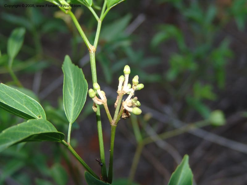 Cissus, Z.Rogers875--Madag. Prov. Toleara. Ifaty, Village Tortues. 15 Jan 06. 275.jpg