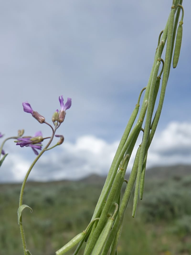 Boechera holboellii var. retrofracta, C. Davidson 13554--ID. Blaine Co. Rock Creek Preserve. TNC. 13 May 2017. DSC00171 (290).JPG