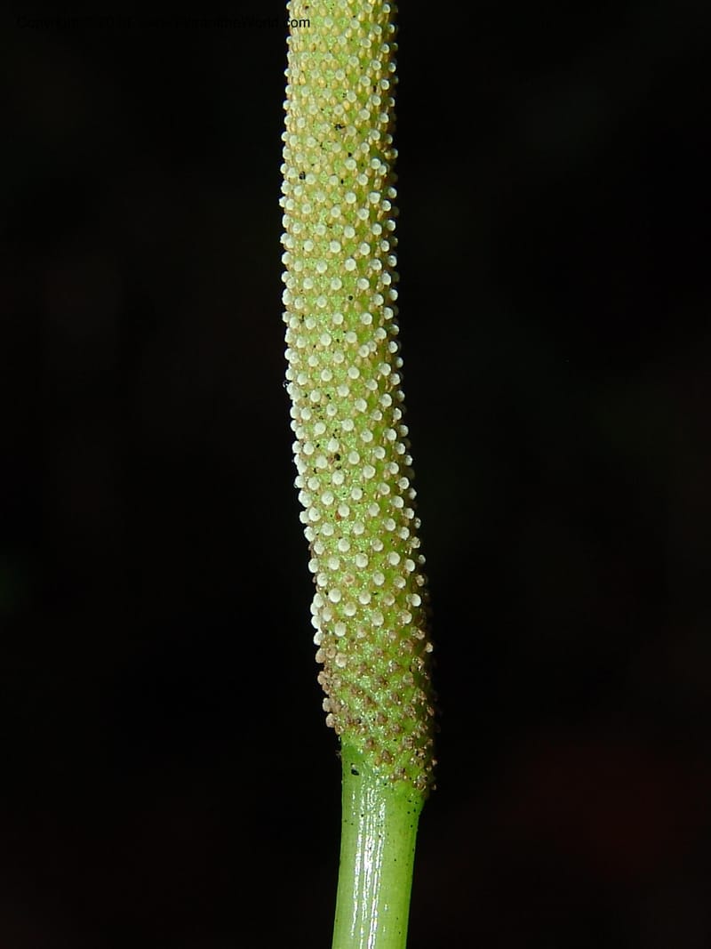 Peperomia, Croat 95709--Ecuador. Maquipucuna Biol. Res. Send. Princip. 11 Mar 06. 059 (9).jpg
