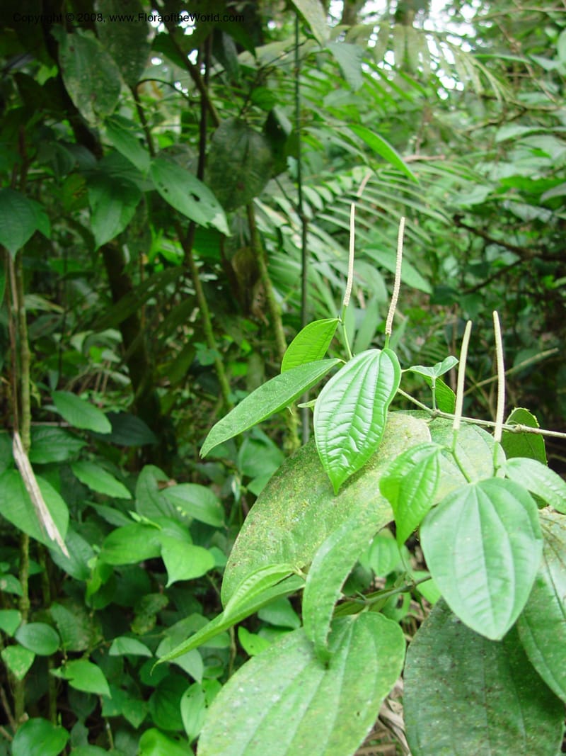 Piper reticulatum, CDavidson10885--Costa Rica. La Selva Biol. Station. 18 Feb 02. 003.jpg