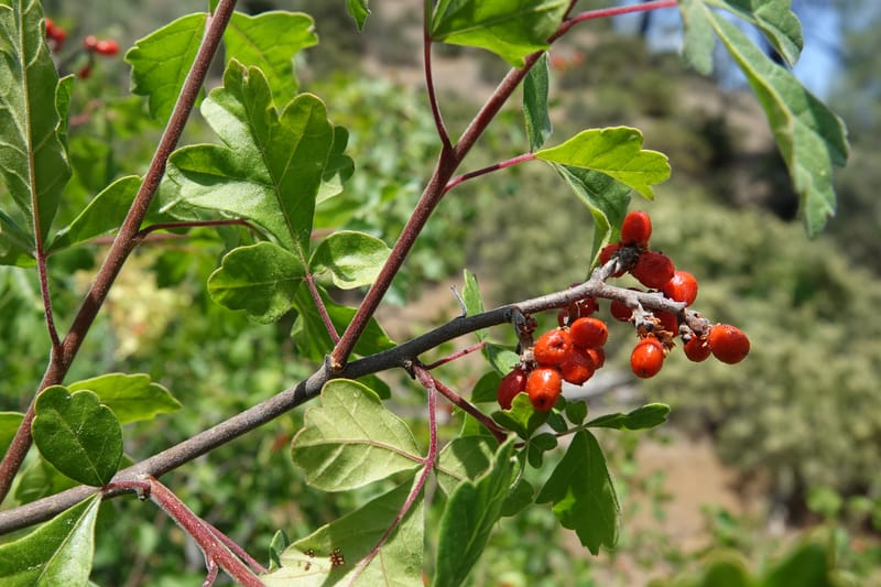 Rhus aromatica, C. Davidson 13590--CA. Tehama Co. W of Vestal Rd. on Hwy 36. 6 June 2017. DSC01078 (18).JPG