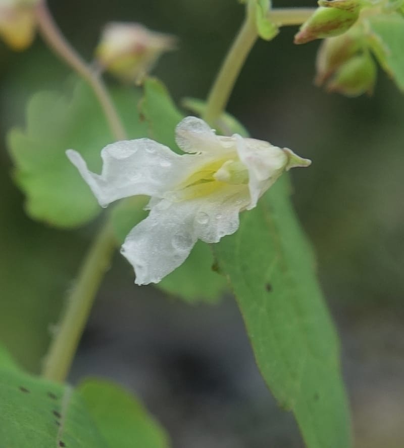 Impatiens apsotis, C. Davidson 13746--China. Yunnan. Tianbao Shan. 10 Aug 2017.  (193).JPG