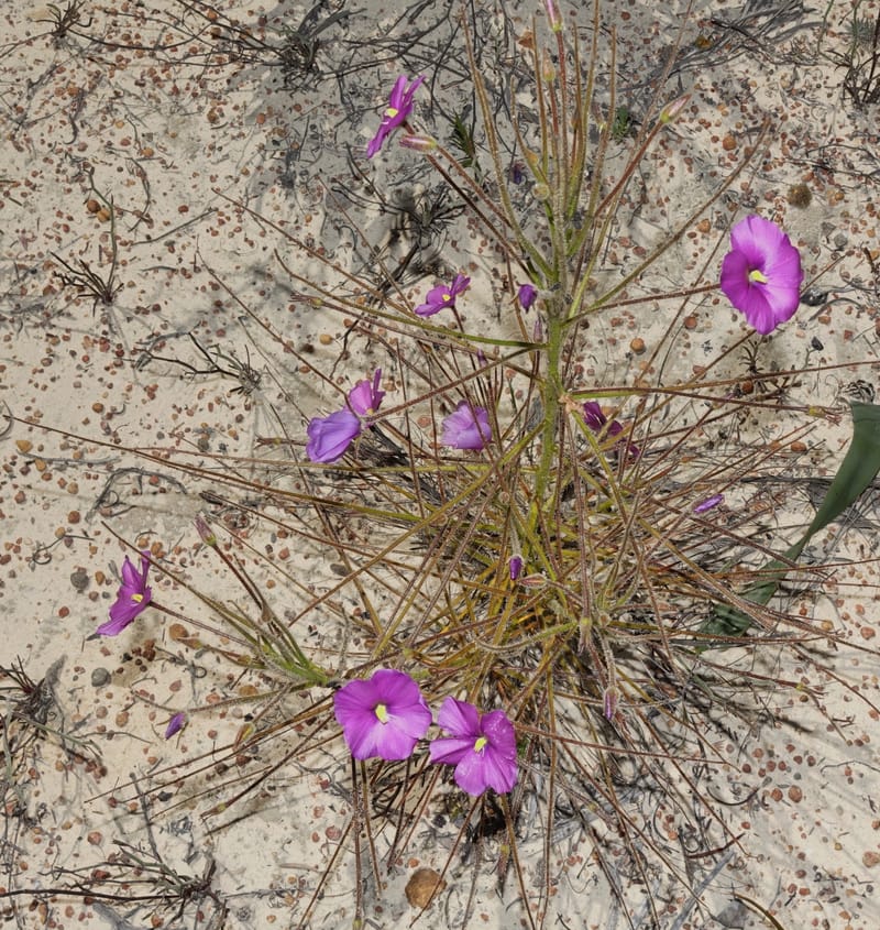 Byblis lamellata, Davidson, C 13426--Australia. W.A. Green Head-Coorow Rd. Stop 2. 24 Oct 2016. DSC04873 (62).JPG