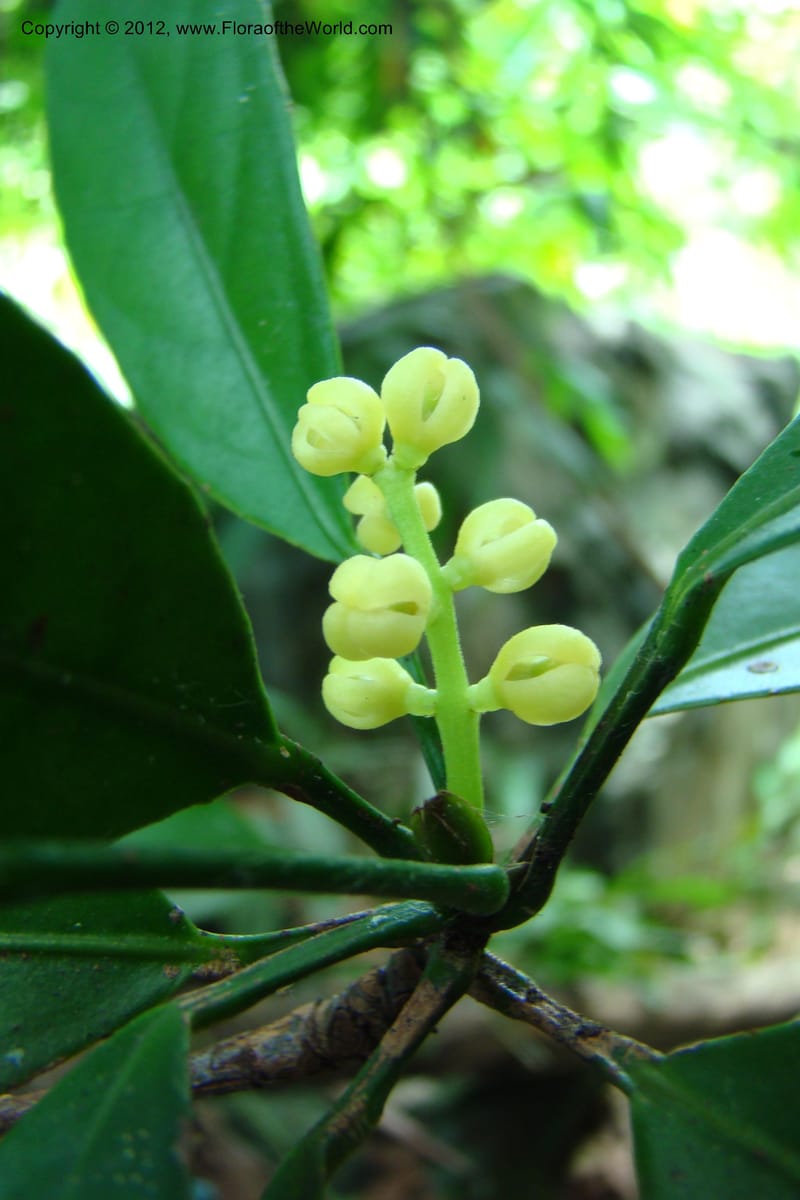 Chionanthus, Regalado 1707--Viet Nam. Thua Thien Hue Prov. Nam Dong Distr. Thuang.12 Apr 09. 160 (3).jpg