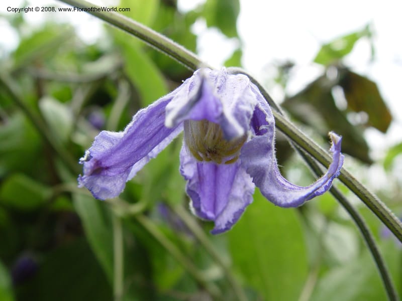 Clematis integrifolia--PA. Longwood Gardens. 24 Jun 03. 137.jpg