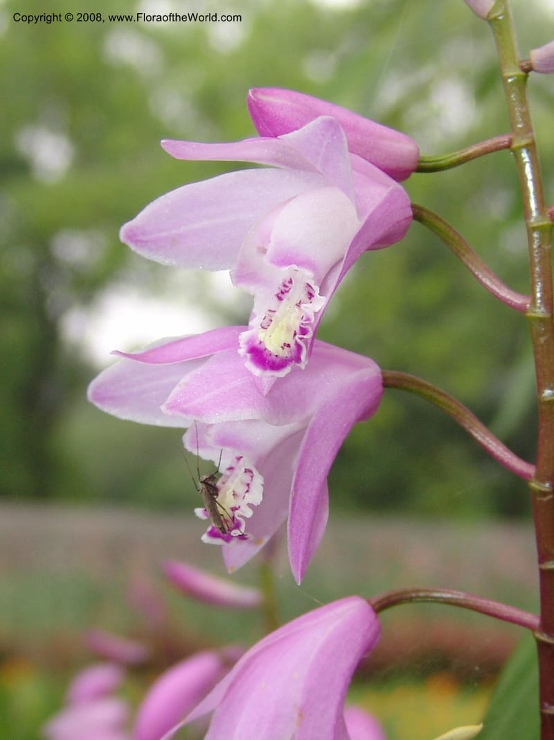 Bletilla striata, 040480401--China. Hubei. Wuhan Botanical Garden. 16 Apr 07. 181.jpg