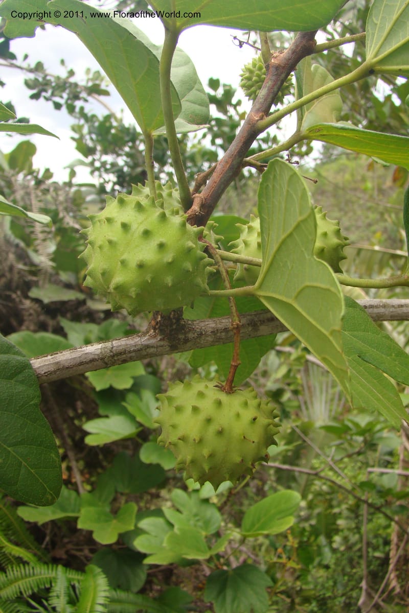 Byttneria, Rogers 1233--Madagascar. Prov. Fianarantsoa. Manakara-Irondro.15 Jan 09. 002.jpg
