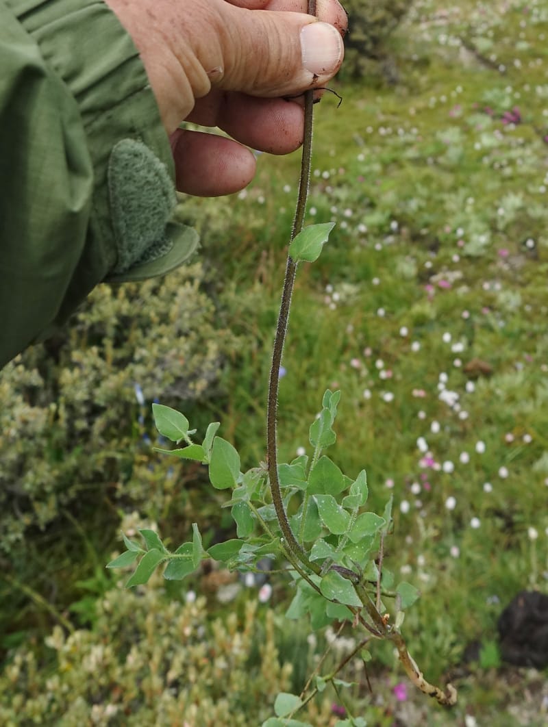 Codonopsis, C. Davidson 13788--China. Sichuan. Daocheng Xian. 14 Aug 2017. DSC05676 (83).JPG