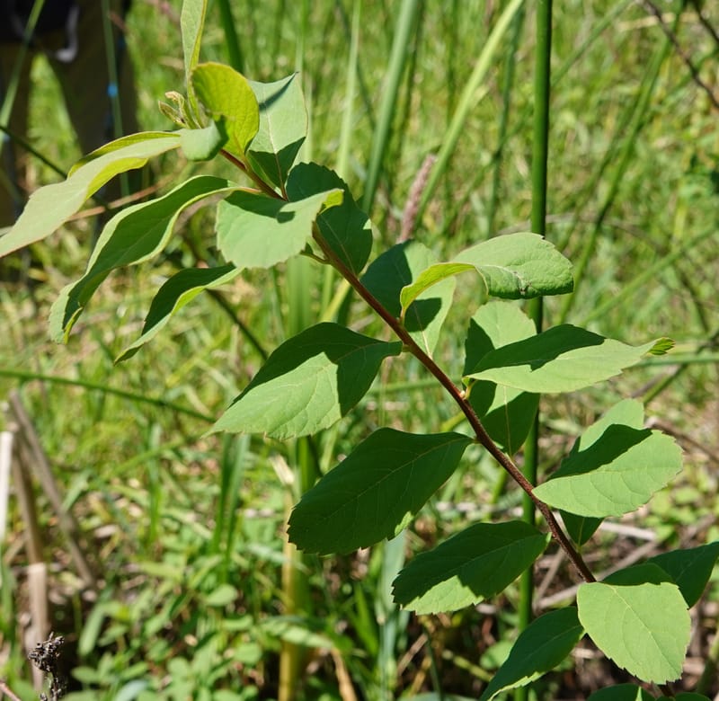 Spiraea douglasii var. menziesii, C. Davidson 13807--ID. Benewah Co. St. Joe R. Rd. Turtle Lake. 8 Jul 2018. DSC05829 (63).JPG