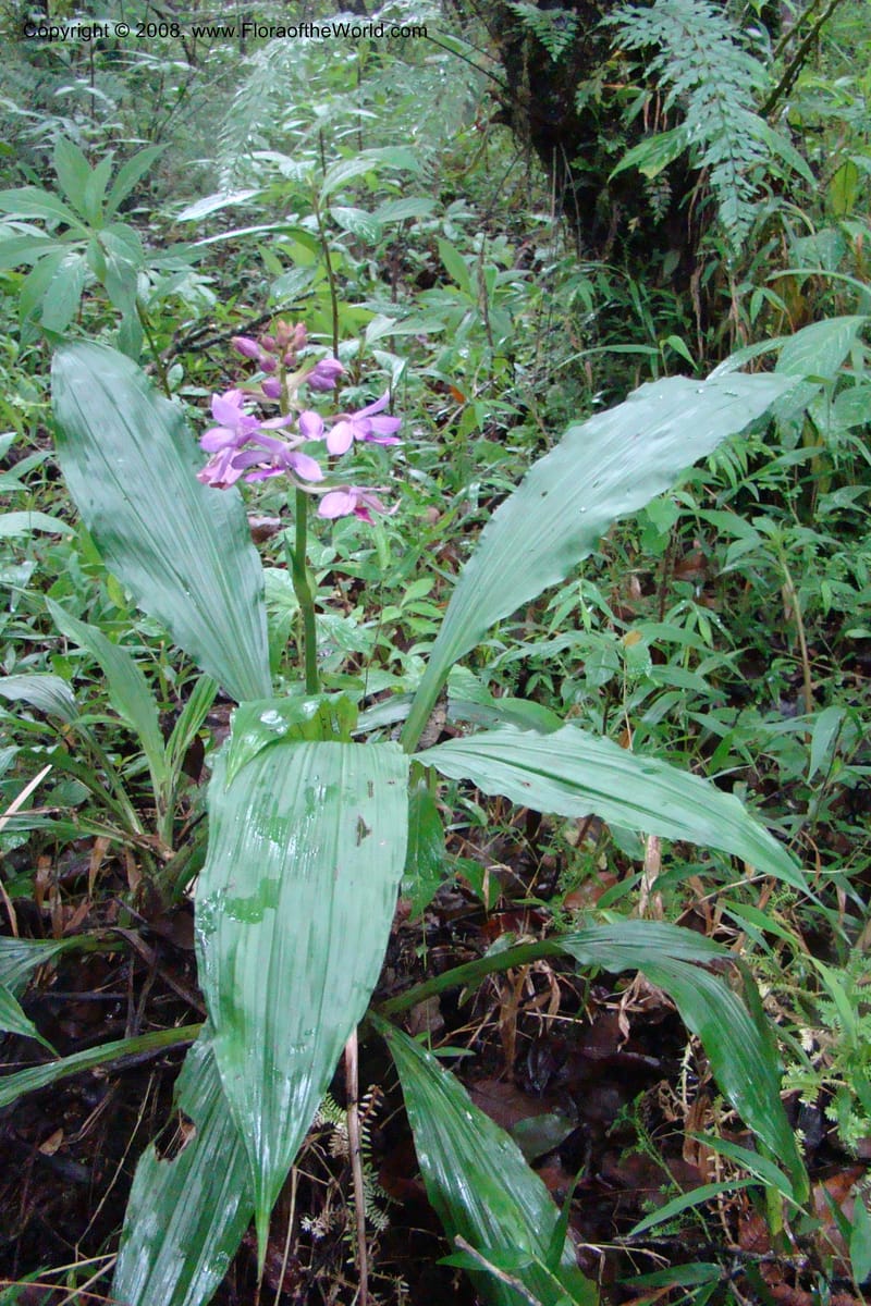 Calanthe sylvatica, WKindeketa2974--Tanz. Rungwe Distr. Rungwe For. Res. 24 Jan 08. 140.jpg