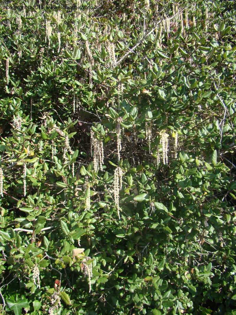 Garrya elliptica, C. Davidson 11826--CA. Moonstone Beach. 26 Jan 2011. 012 (2).jpg