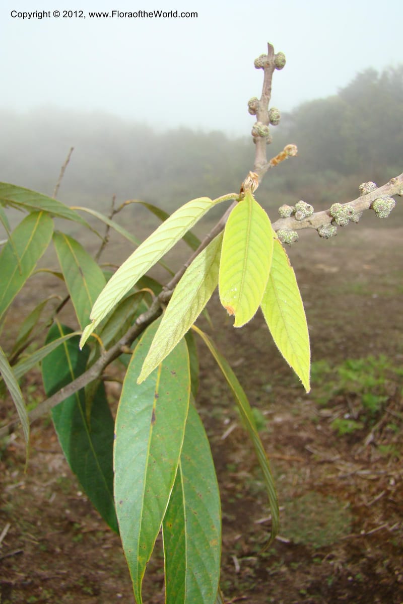 Lithocarpus, Regalado 1648--Viet Nam. Lao Cai Prov. Sa Pa Distr. Hoang Lien Son. 6 Apr 09. 298 (1).jpg