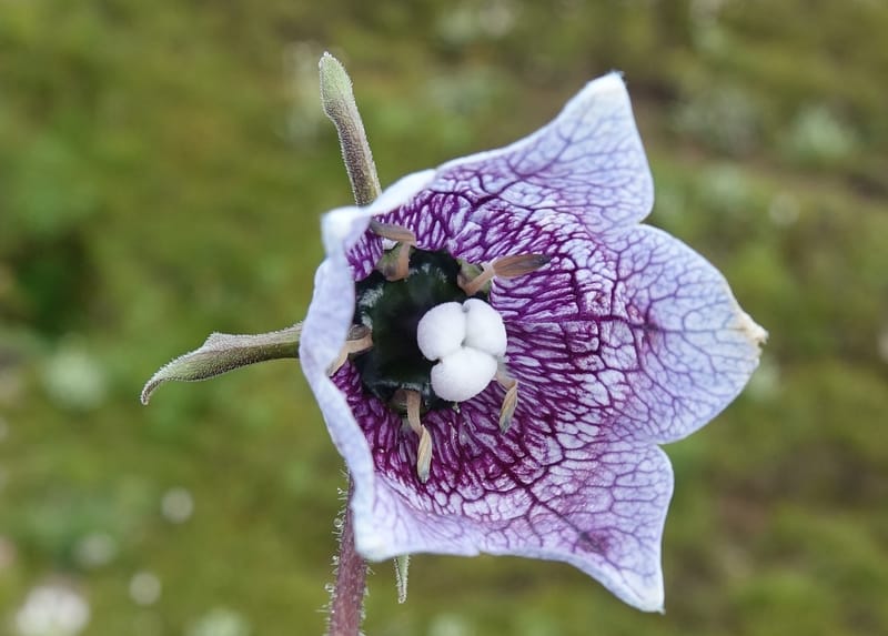 Codonopsis, C. Davidson 13788--China. Sichuan. Daocheng Xian. 14 Aug 2017. DSC05676 (93).JPG