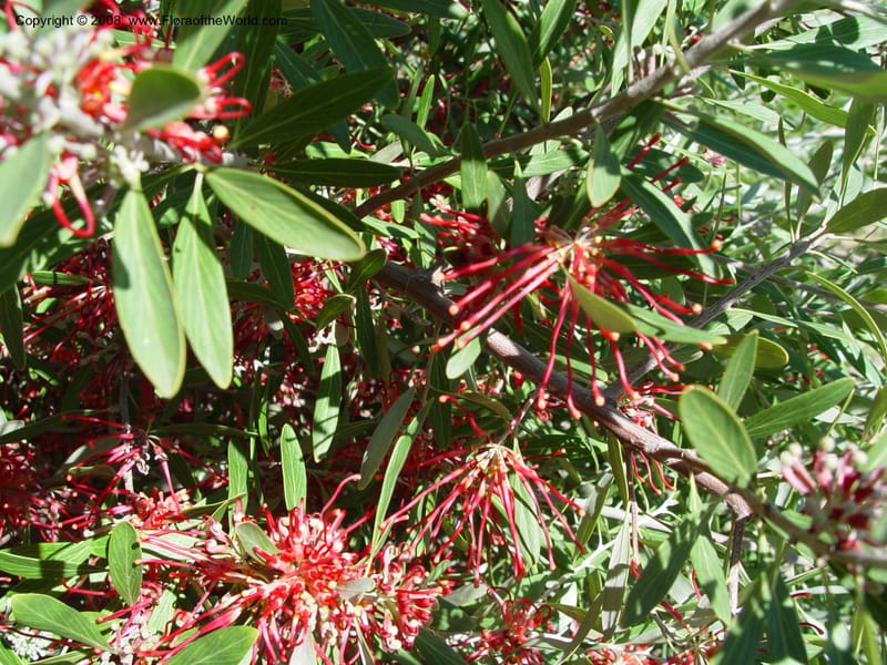Grevillea olivacea--Spain. Barcelona Botanic Garden. 19 Apr 04. 115.jpg