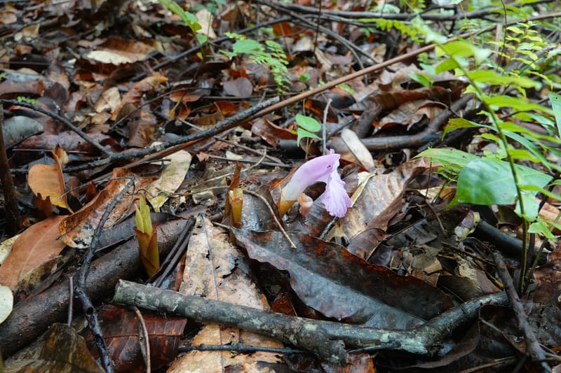 Aframomum, C. Davidson 13951--Gabon. Mondah. Arb Raponda Walker. 4 Nov 2018. DSC01949 (147).JPG