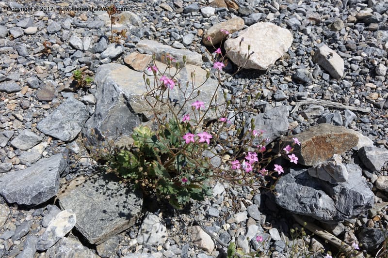 Gilia latifolia, Davidson, C 13078--California. Inyo Co. Last Chance Mts. 16 Apr 2016.  (145).JPG
