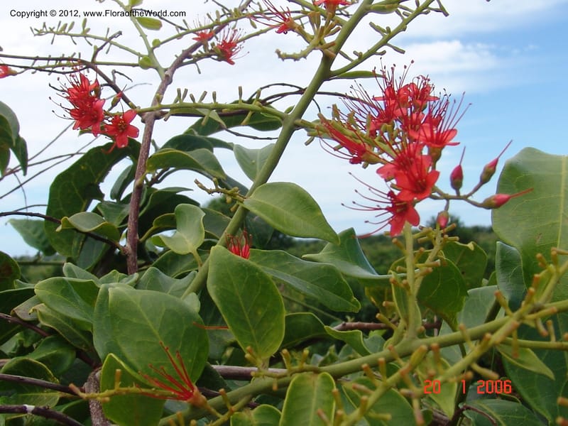 Combretum coccineum, Rogers, Z 909-Madagascar, 20 Jan 2006 026 (7).jpg