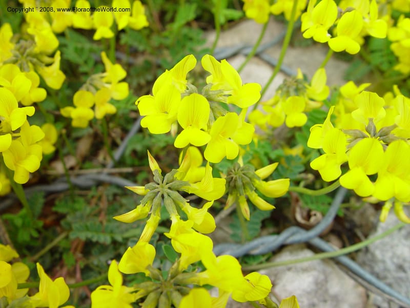 Coronilla--Italy. Abruzzo. Eremi di San Bartolome. 10 May 02. 015.jpg