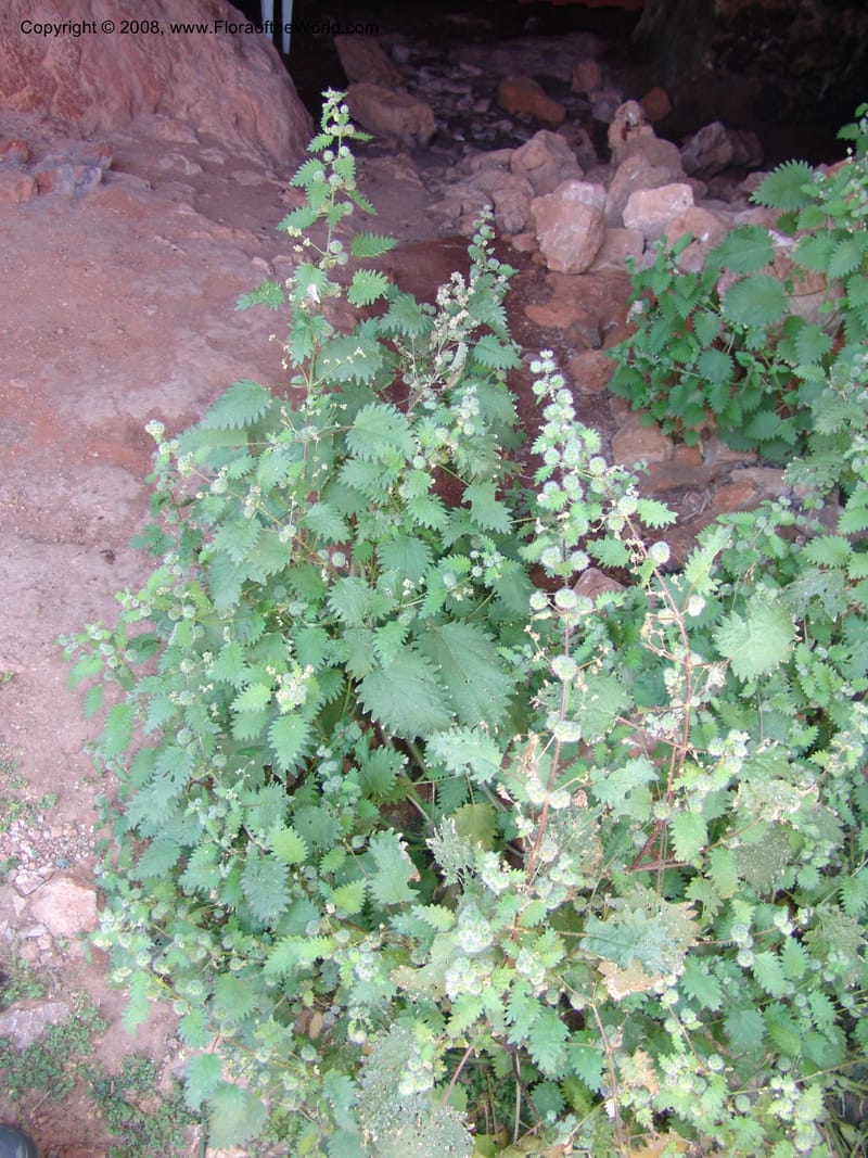 Urtica pilulifera--Crete. Ep. Kydonia. Akrotiri. Trail Gouvernetos . 23 May 05. 082.jpg